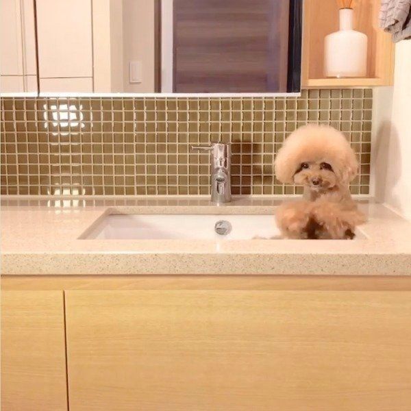 足を洗う順番待ちをするパンナちゃん