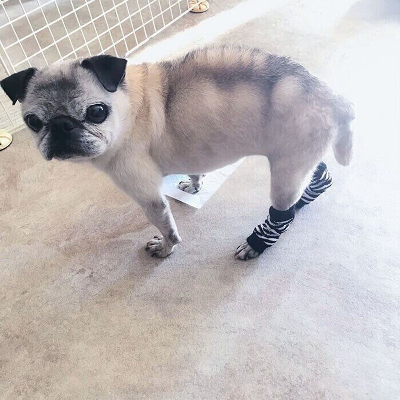 犬用レッグウォーマーが妙に似合うシニア犬 連載 パグ犬 めー Vol 142 いぬのきもちweb Magazine 犬用レッグウォーマーが妙に似合うシニア犬 連載 パグ犬 めー Vol 142 いぬのきもちweb Magazine