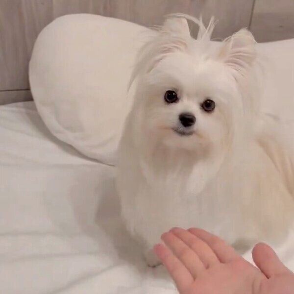 「オテ」という飼い主さんの手を見たかわいーぬちゃん