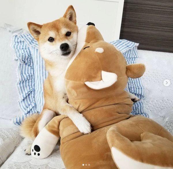 ぬいぐるみと豆柴