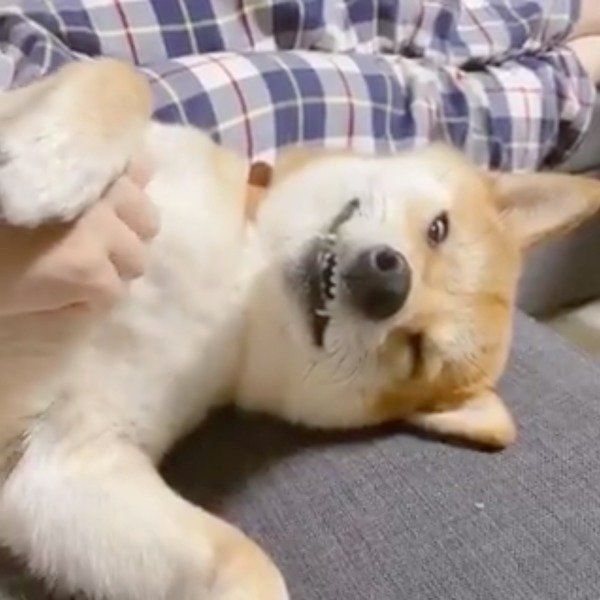 白目をむいてうとうとするりんご郎くん