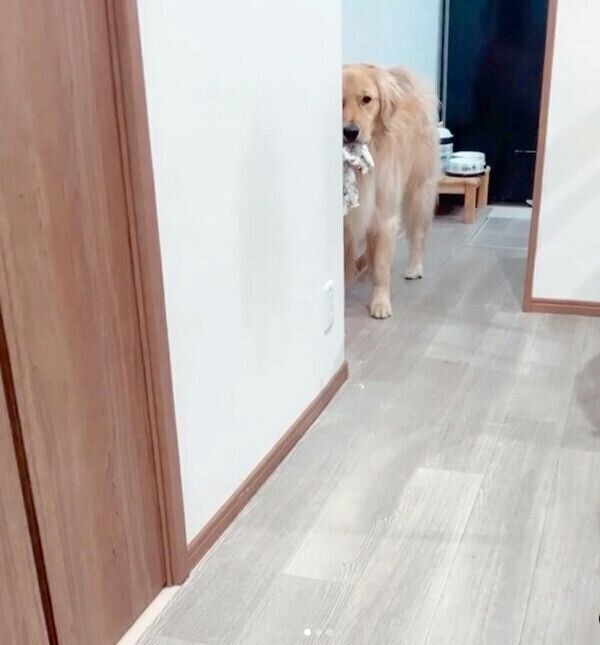 遊んでほしくてイタズラを見せびらかすLUKEくん