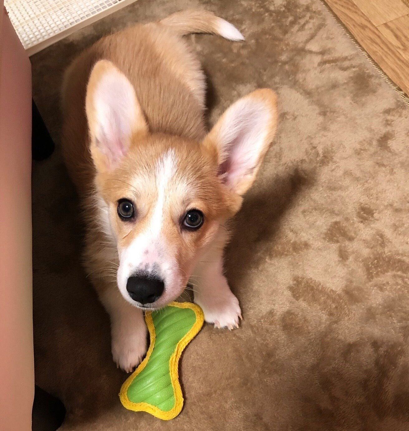 おもちゃで遊ぶあんずちゃん