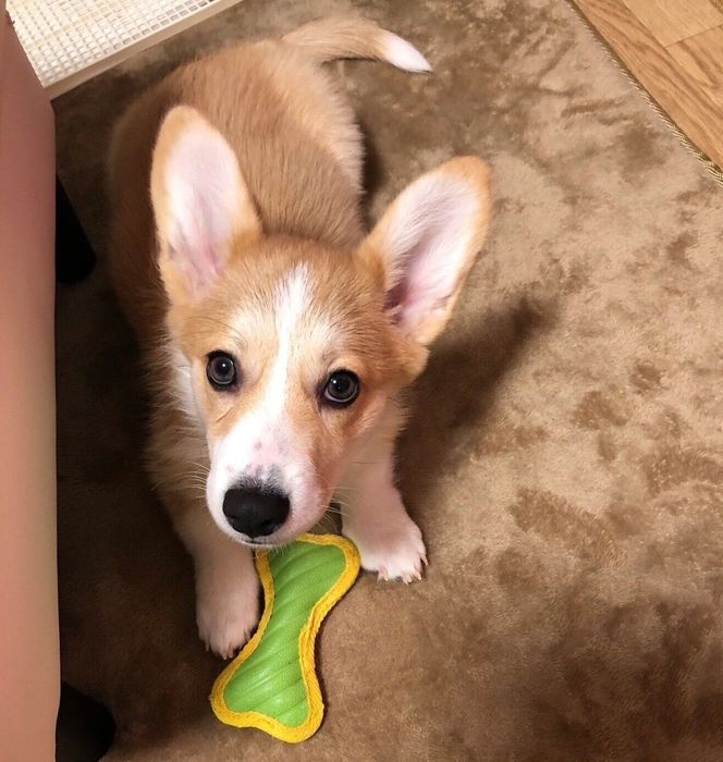 おもちゃで遊ぶあんずちゃん