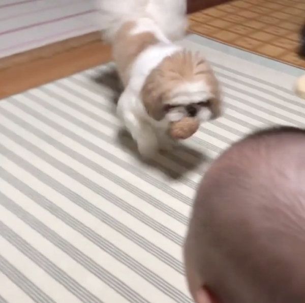 赤ちゃんと遊びたいシー・ズー