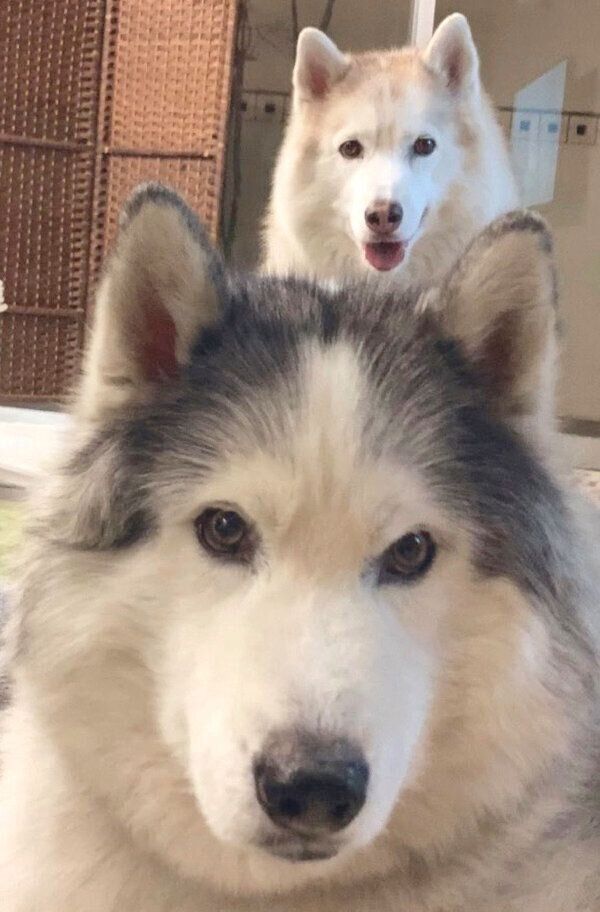 見つめるフィスくん、グーちゃん