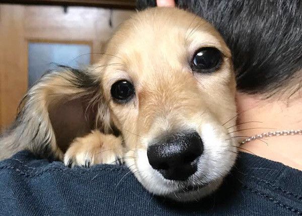 見つめるミニチュア・ダックスフンド