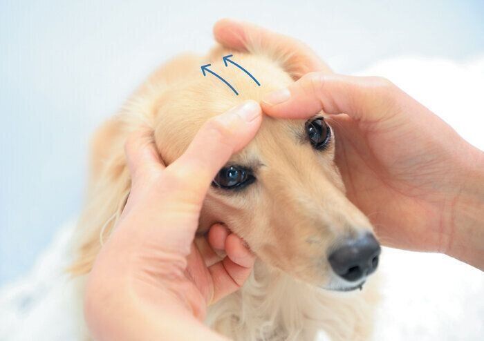 おでこをマッサージされる犬