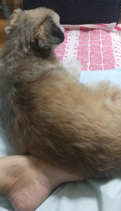 飼い主は 尻にしかれて ご満悦
