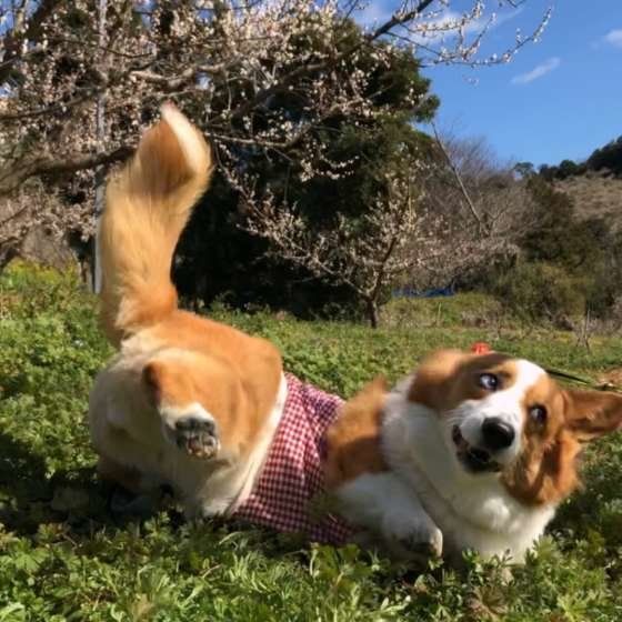 ゴロリンするこゆきちゃん