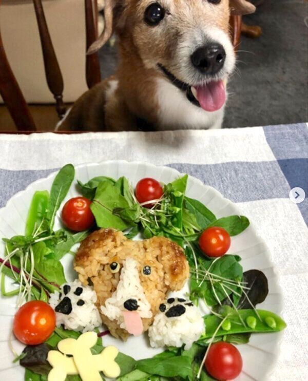 愛犬・ピットちゃんのおにぎり