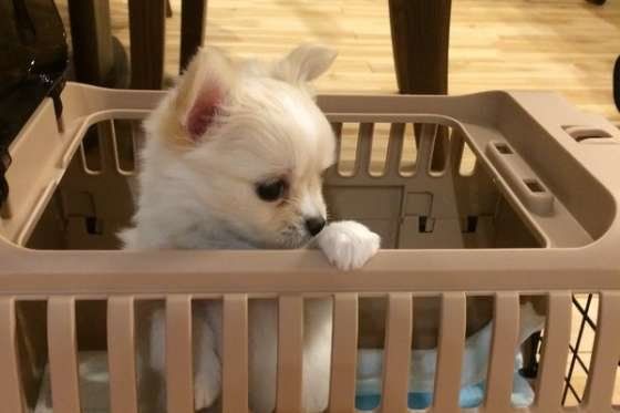 クレートから顔を出すチワワ