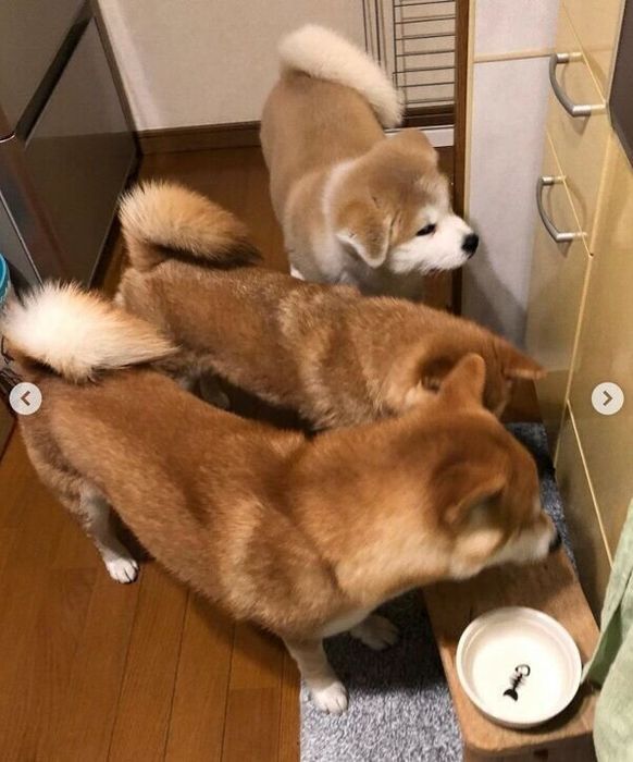 キッチンに集まるててくん、ももちゃん、らいちゃん