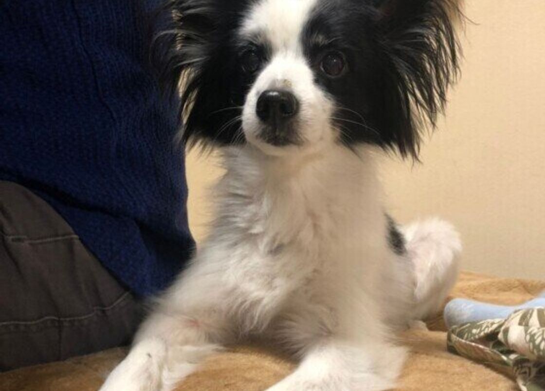 犬の 尿漏れ はメス犬に多い 加齢や手術で起こることも いぬのきもちweb Magazine 犬の 尿漏れ はメス犬に多い 加齢や手術で起こることも いぬのきもちweb Magazine