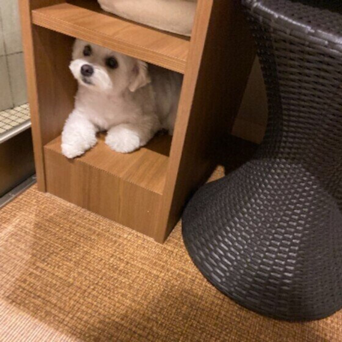 犬が 狭い場所 に入りたがる心理は 老犬や怯えた様子が見られる場合は注意も 獣医師解説 いぬのきもちweb Magazine 犬が 狭い場所 に入りたがる心理は 老犬や怯えた様子が見られる場合は注意も 獣医師解説 いぬのきもちweb Magazine