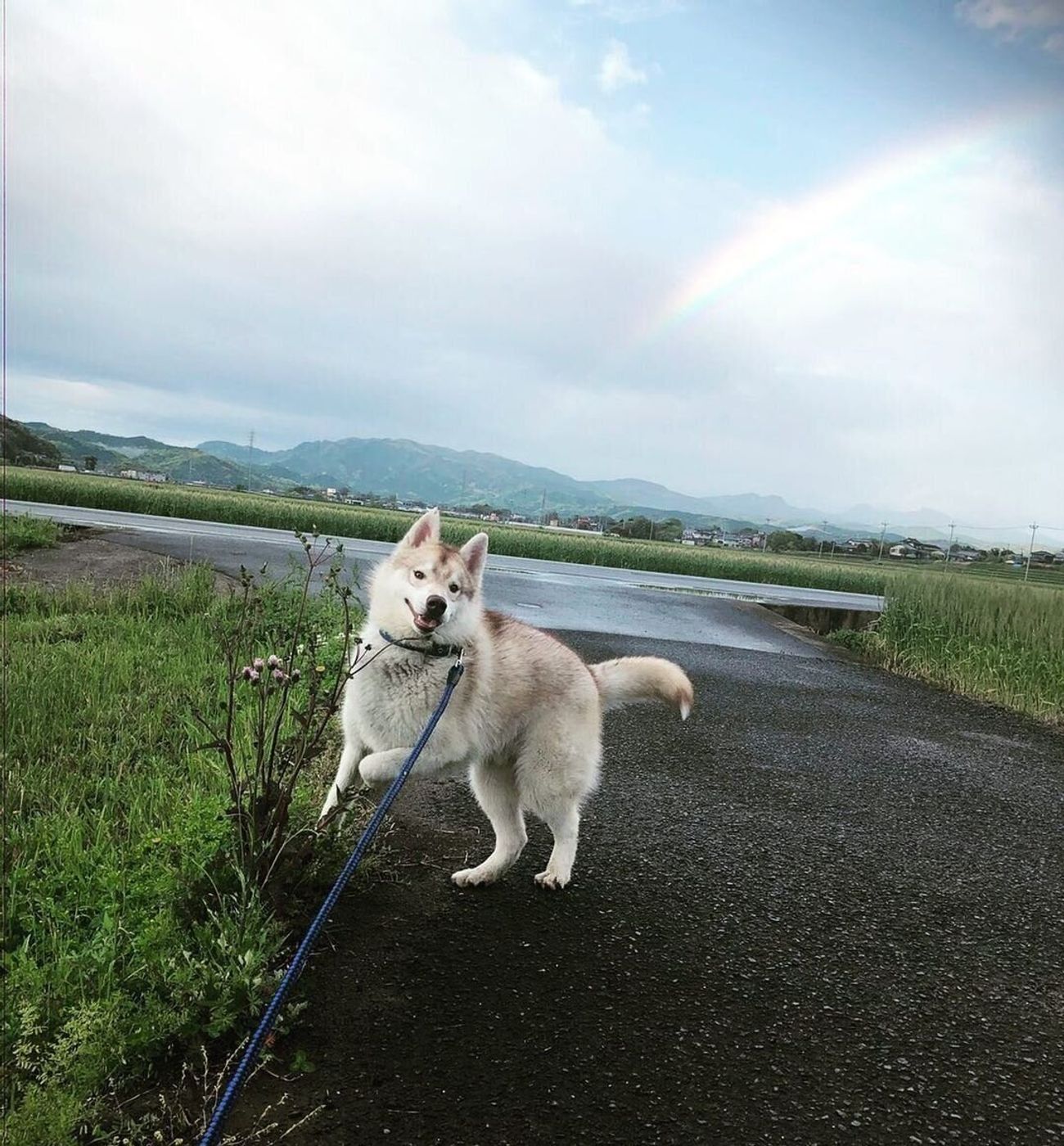 驚きと感動が 愛犬の 奇跡の一枚 をご紹介 いぬのきもちweb Magazine 驚きと感動が 愛犬の 奇跡の一枚 をご紹介 いぬのきもちweb Magazine