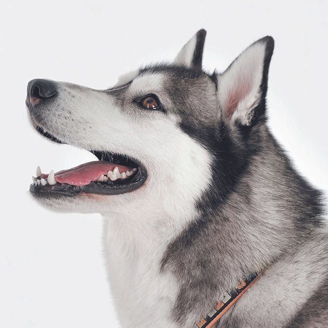 立ち耳タイプの犬は、ふだんは真上へ向かって耳を立てている