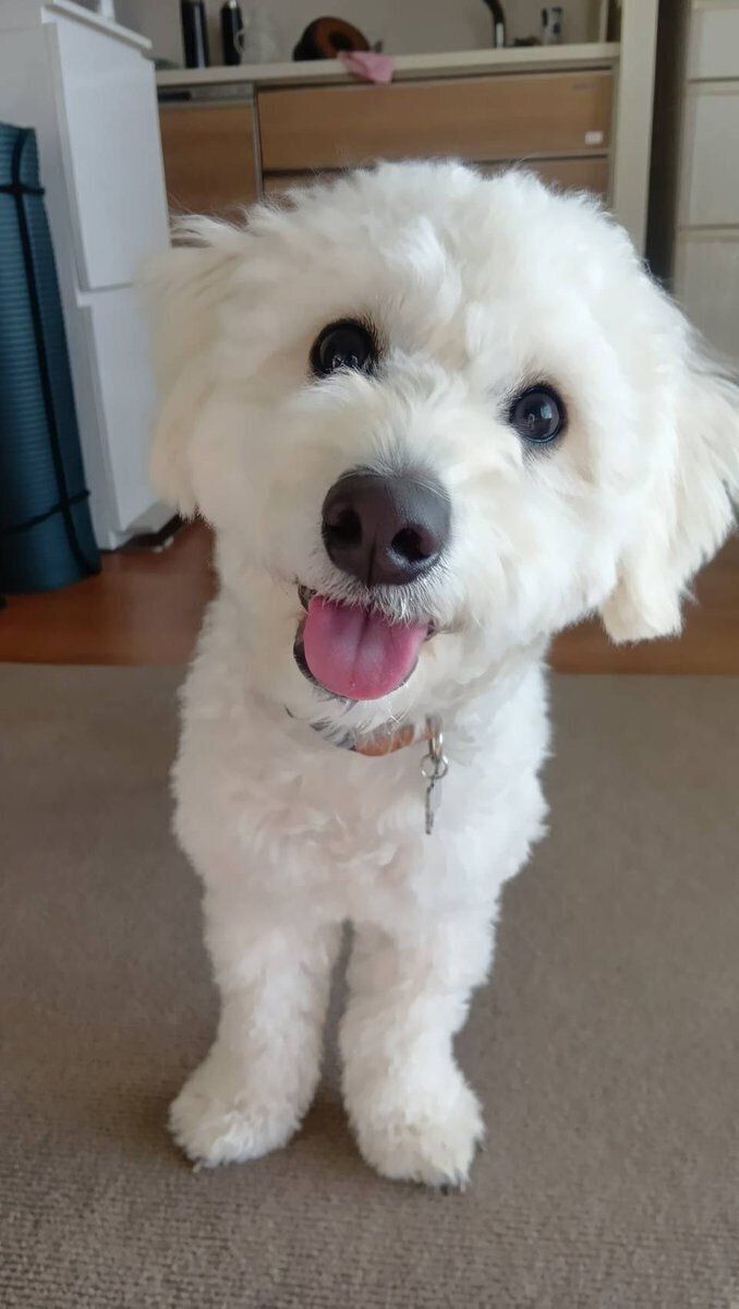 ソラくんがやってきて3カ月経った日に投稿された写真