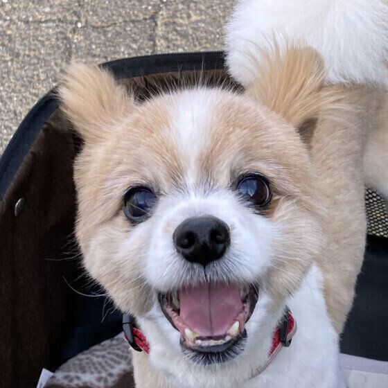 犬の膵炎の症状と原因、治療法は？ 膵炎の犬が注意したい食事管理を獣医師に聞いた いぬのきもち