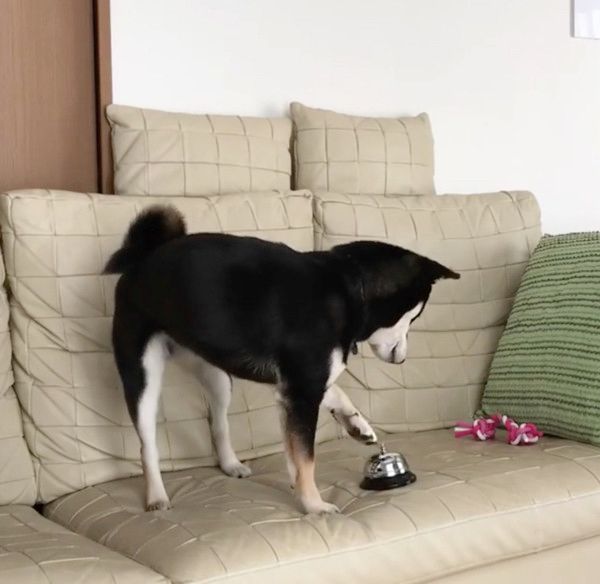 おやつが欲しい柴犬