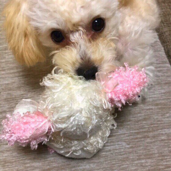 人形で遊ぶトイ・プードル