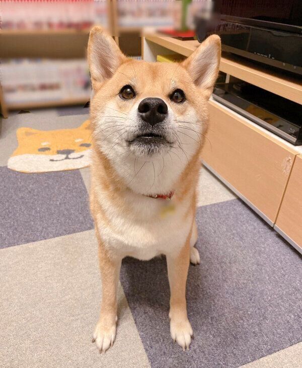 見つめるむぎちゃん