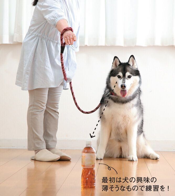 トレーニング中の犬