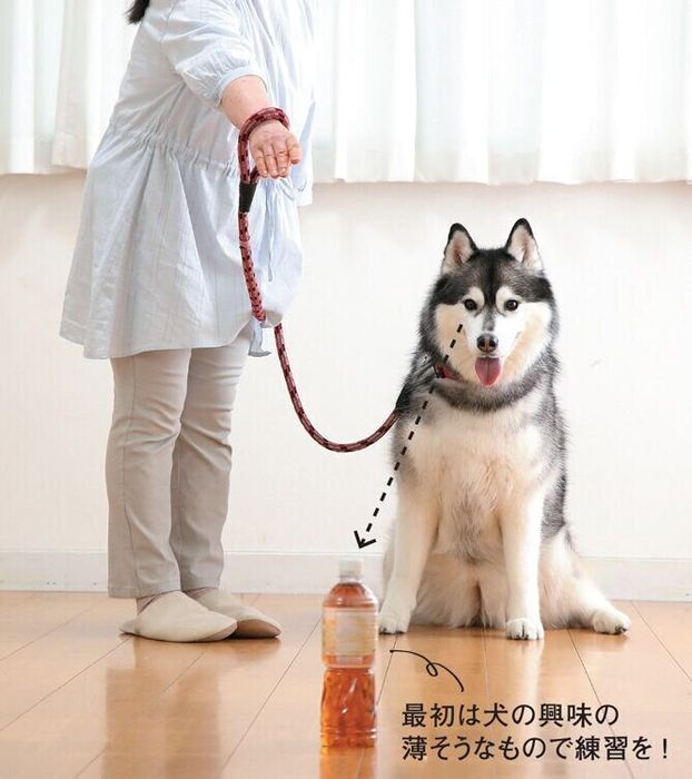 トレーニング中の犬