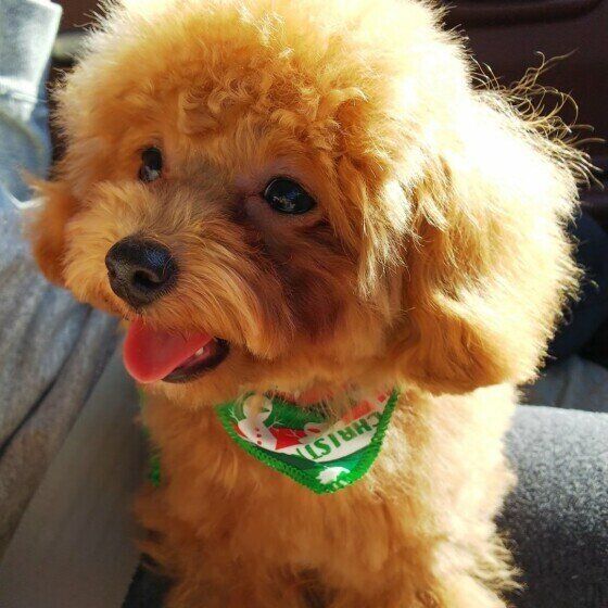 笑顔のトイ・プードル