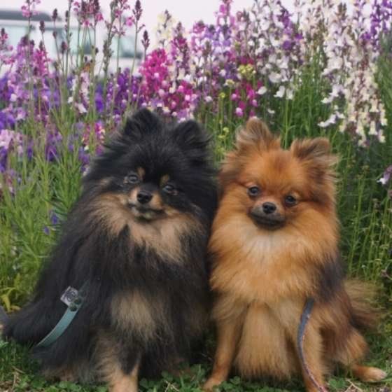 ポメラニアン　太助くん