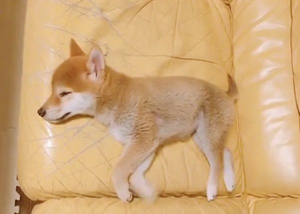 眠る柴犬