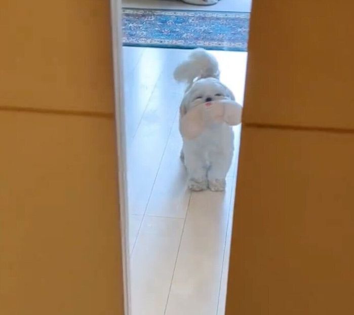 おもちゃをくわえて出迎えるうめまるくん