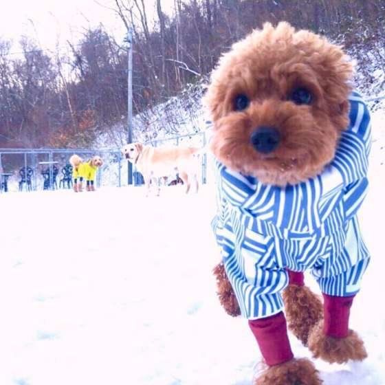 雪上ドッグラン、楽しい〜！