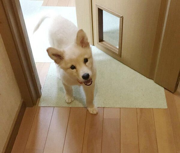 笑顔で見つめてくるつるちゃん