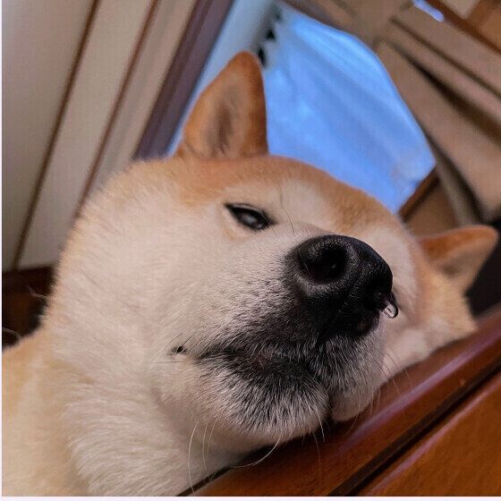 犬が寒いと水を飲まずに水分不足になる？ 冬に犬の水分補給を行うコツ いぬのきもち