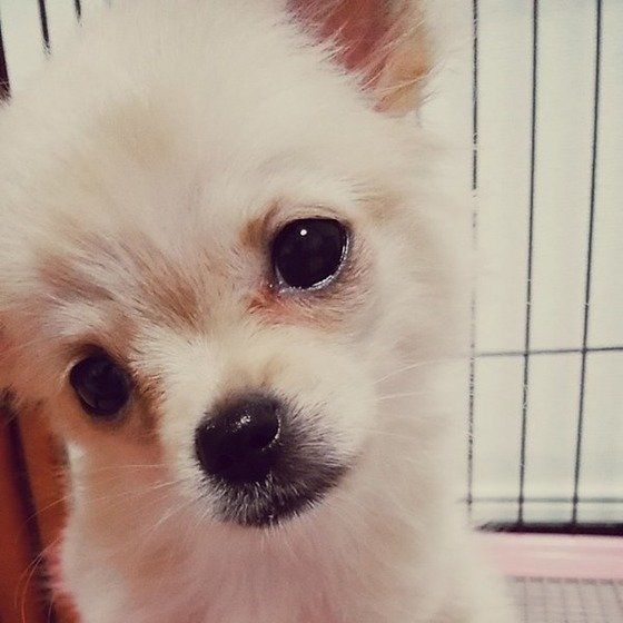 首をかしげる白い犬