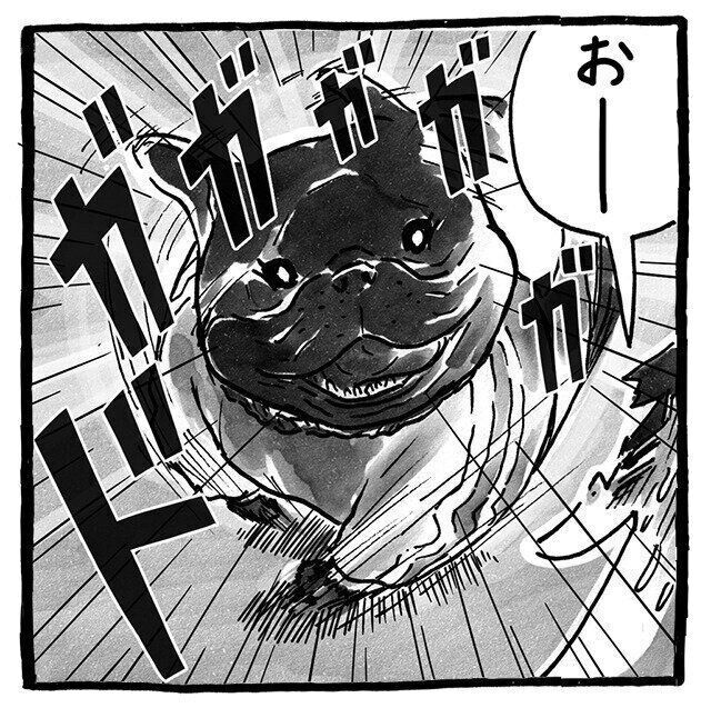シーズー犬マンガてんぽshihtzu