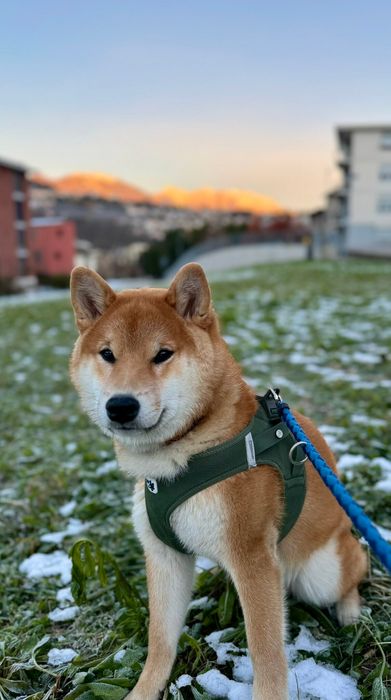 地面に座っている柴犬