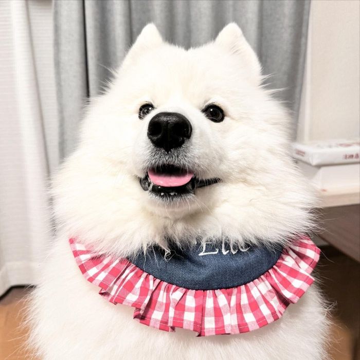 笑顔が可愛いエルちゃん