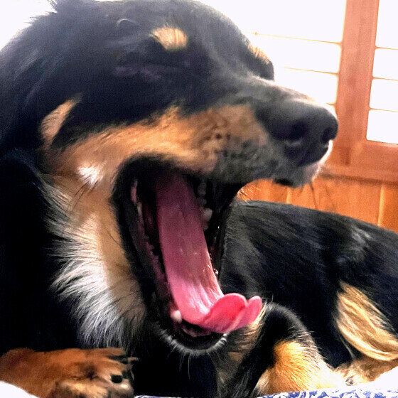 犬のあくびには種類がある？ 眠気・ストレス・病気のあくびの見分け方 いぬのきもち