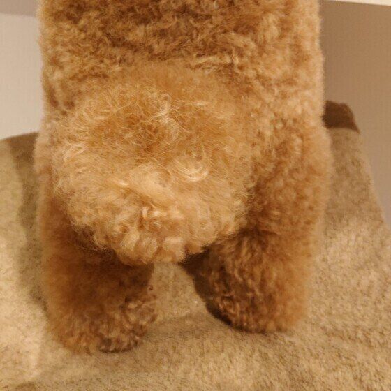 トイ・プードルのモカちゃん