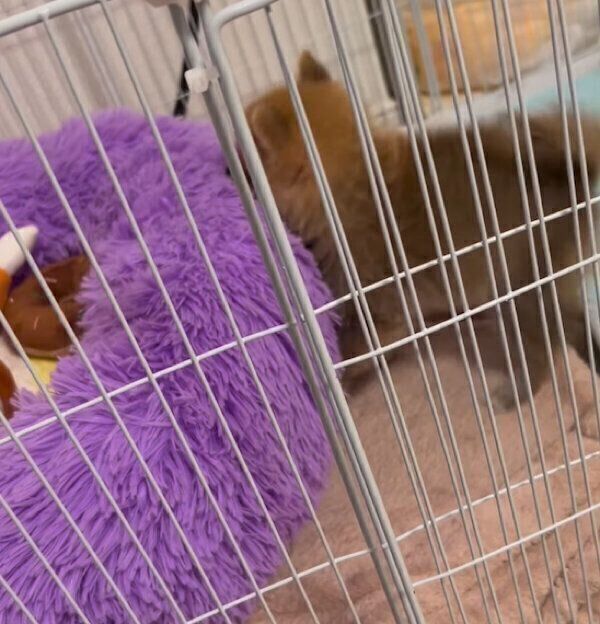 クッションに体当たりするチロルちゃん