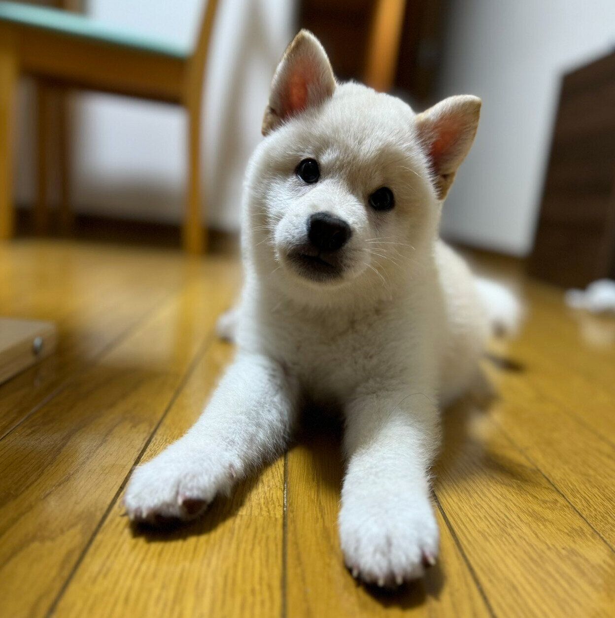 子犬時代のらてくん