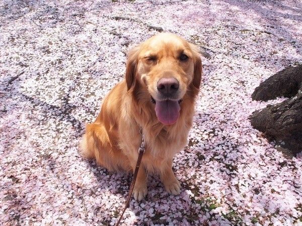 ゴールデン レトリーバーの性格とは 可愛い画像つきで解説 いぬのきもちweb Magazine