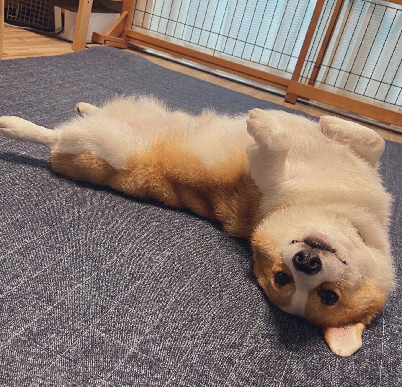 ヘソ天するルコスくん