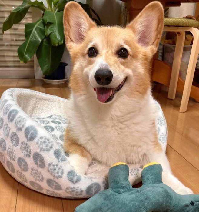 笑顔が可愛いベルちゃん