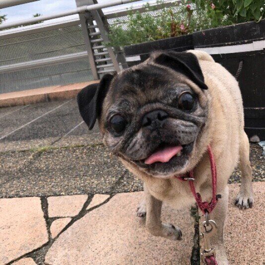 散歩中に楽しそうなパグ