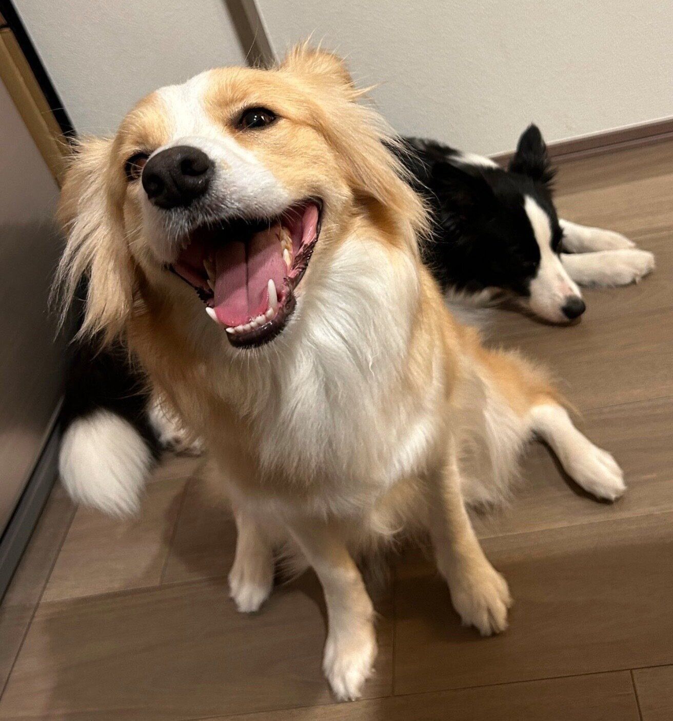 ニコニコ笑顔のむぎちゃん