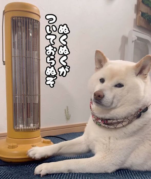 ストーブをつけてとアピールするごん太くん