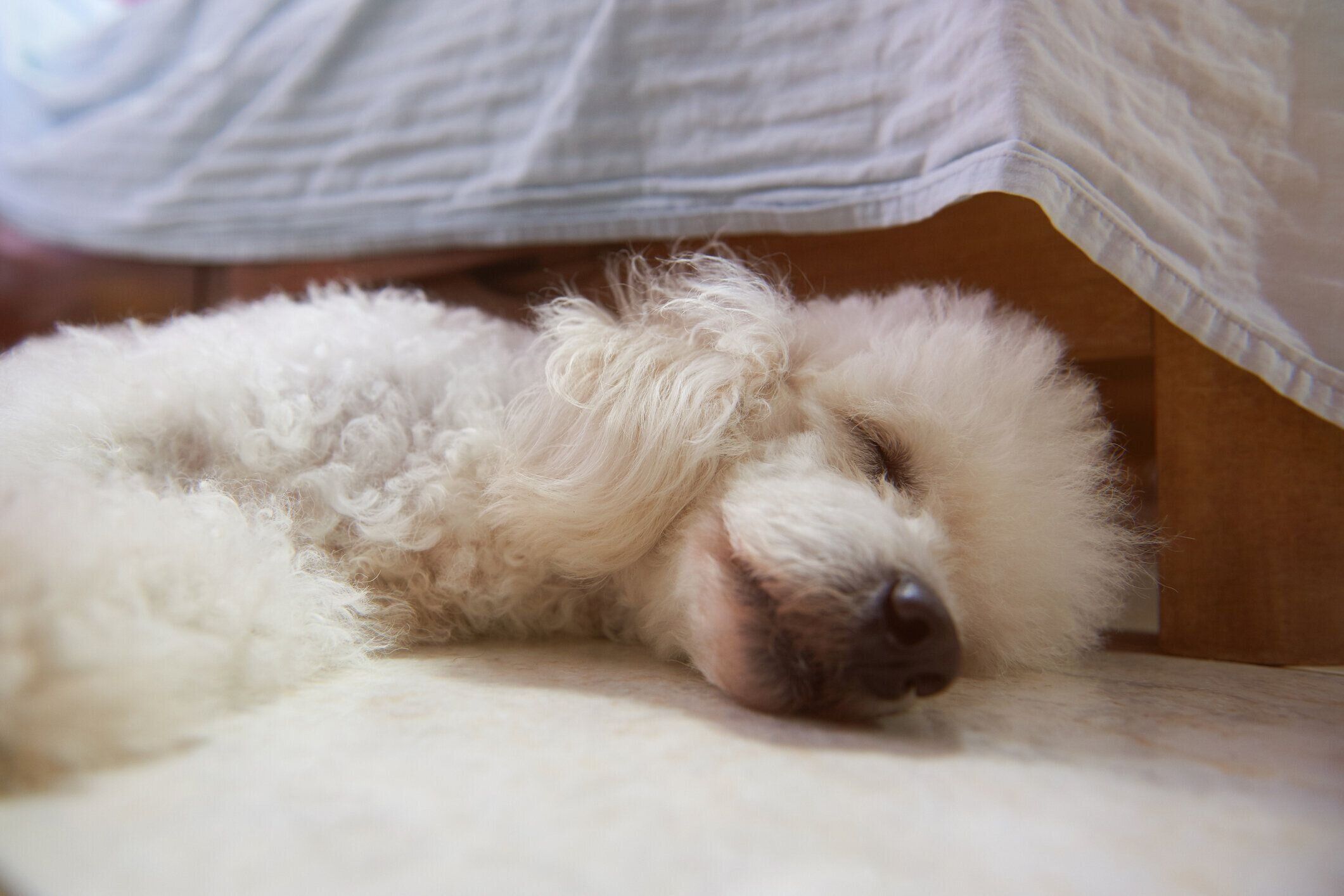 かわいい白い犬の睡眠